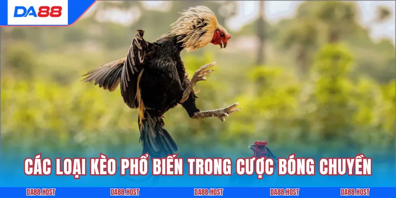 Hình thức đá gà cựa dao trên nền tảng số